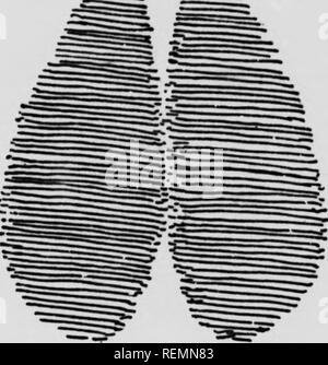 . Leben - Geschichten der nördlichen Tiere [microform]: ein Konto der Säugetiere von Manitoba. Säugetiere; Säugetiere; Mammifères; Mammifères. . Bitte beachten Sie, dass diese Bilder sind von der gescannten Seite Bilder, die digital für die Lesbarkeit verbessert haben mögen - Färbung und Aussehen dieser Abbildungen können nicht perfekt dem Original ähneln. extrahiert. Seton, Ernest Thompson, 1860-1946. New York: Scribner's Söhne Stockfoto