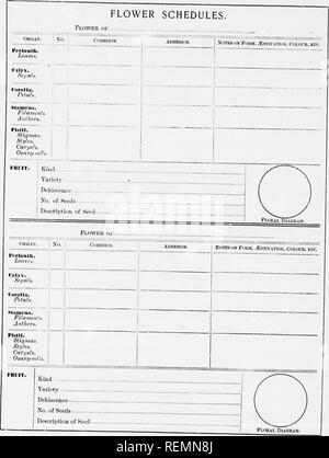 . High School botanischen Hinweis Buch [microform]. Botanik; Botanique. • Y n1. Bitte beachten Sie, dass diese Bilder sind von der gescannten Seite Bilder, die digital für die Lesbarkeit verbessert haben mögen - Färbung und Aussehen dieser Abbildungen können nicht perfekt dem Original ähneln. extrahiert. Spotton, H.B. (Henry Byron), 1844-1933. Toronto: W. J. Gage Stockfoto
