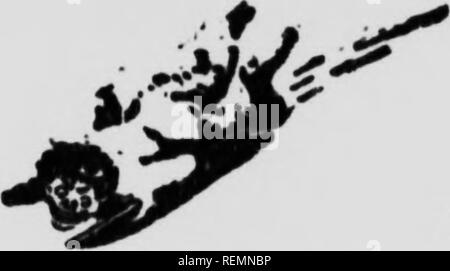 . Wilde Tiere zu Hause [microform]. Tiere; Zoologie; Animaux; Zoologie. II/FanuKH Fell - ficAtCft ebenso im Jahr 1897 die größte Biber Teich im Parlt wurde bei Obsidian CM. Ich muss sagen, dass der Damm^ rV^^^^^^^^^^^y^ &Lt;i^loiig. Aber jetzt ist es kaputt und der Teich wird entwässert. Und der rcMon nach wie vor - die Biber verwendet aU das Essen^^^", "^^" gebrochen, wenn die FLEISSIGEN, die dort nicht in ihre ewige Wachsamkeit ist fest zu halten, es gibt viele gute Biber Teiche in der Nähe von Yan-cey s jetzt und wahrscheinlich von derselben Colonie gemacht. der Biber, die ich dort studiert. Im September letzten Jahres fand ich eine feine Partien Stockfoto