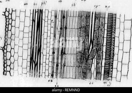 . High School botanischen Hinweis Buch [microform]. Botanik; Botanique. t^"Â"*â!' Rvi. Fiu. Bitte beachten Sie, dass diese Bilder sind von der gescannten Seite Bilder, die digital für die Lesbarkeit verbessert haben mögen - Färbung und Aussehen dieser Abbildungen können nicht perfekt dem Original ähneln. extrahiert. Spotton, H.B. (Henry Byron), 1844-1933. Toronto: W. J. Gage Stockfoto