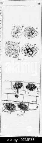 . High School botanischen Hinweis Buch [microform]. Botanik; Botanique. Â^ srnrcrri fxrr/:;/' tlie iiml. iction von ollen, liowever. Iiiul von tlio Si^ oics der vaskulären ciyj. tOKams, vier Jetzt inid.. ich mich in fonntMl tlio â¢ 1^11, aiul tlie proioi. lasin collectsabouttlic.se. Schließlich absondernden Wände, so dass vier: Iew ami comj. lete Zellen ein. gebildet u - Wenn/un das Original, und tliese früher oder später die Flucht. Dieser Modus ist bekannt als // a/t-fovwathm Ve. T^. 070,,, o. g^,, g fonnaiion von Pollen - Krain. s der Malve in vier Stufen. In der Produktion der Mehlkörper Zellen im Embryo-sac. Stockfoto