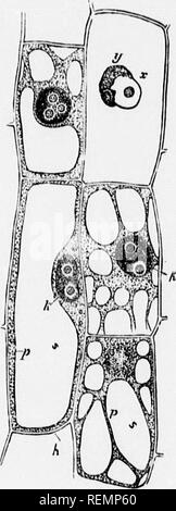 . High School botanischen Hinweis Buch [microform]. Botanik; Botanique. r MiXi'Ti: STiircTL-III:. • 'Vi' i-y | il; iiii Al sdinoliir; 1.1 wl, Ric oder oiIkm-com, â (ins Tli ich Al1, 'n-ili ii. lisiipin-ars.iho ivlls wliicl tl (&gt; iiiivc (l u [kein Ion - der bis 'jilanl, l) IIT-sitzen" ist siibsliinci'. 1 iiri â flal. f ein -: ictit' Eimer in l er o-rowi h llnir der â ¢ o niiTrJ, - nifclianical Puri verloren, Sie Slll tlieir 1 siipiioit oder roiiiliiction und arc. in tlnil St; lisiory, lillcil nsii der llio K iill.v Willi Luft oder warten, Tl, III leuchtet in: Ich.li&gt; NJ). Solche dc; UL-ci Es jiarl der Holz und Rinde und o Stockfoto