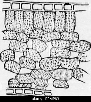 . High School botanischen Hinweis Buch [microform]. Botanik; Botanique. -14 ULOHHAliY von {â¢') In rcrtiii. Ich casos als storoliouso Für ich zu dienen. laiil - Essen. C. PiivLU). Mi:; iucliuliMKtho Blätter und tiieir cinivulonts wie Deckblätter,. Kotyledonen, Bud-Skalen, se, Alsen, Blüten, etc.! Wie bereits beschrieben. Ich Tiio; byllonio ist immer seitlich auf einem caulonie entwickelt. Folia - e-Brote (wie bei llowor kontrastiert - Blätter) sind in der Regel grün, owin - j., dass eine Substanz namens rhlovoplnjU (fand auch in allen Otl. äh^ reen Teile) einen Abschnitt durch den Körper von einem Laib in Ti-21 dargestellt ist:), der schattigen Stockfoto