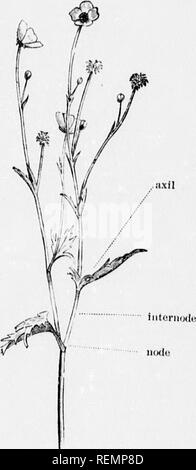. High School botanischen Hinweis Buch [microform]. Botanik; Botanique. Ich liOTAMCAL TKliMs. , Lonl r, "T''"'â¢"'^â¢""" â^â/.' ein Tl. atiÂ" tosâv, lo-net, Liebe opo her. Ein tho oxteno. oder Fläche,]&gt;,:,,, t-b^^. ^ immer sein. ie ich das deoper Gewebe, und '^- uall&gt; Die. rvvay tlirot ^^h Tho darüberliegenden Schichten, bis sie die Oberfläche erreichen. ^^^ ("!) Tliey tun uot, in der Regel produzieren Blätter oder Knospen alSj soS^^l^^ r¢ ---^---- â â^-..t; (f) Theiui, u, te Struktur der tho Wurzel ist weniger perfekt in seiner Entwicklung als die von tho sten.. T^er Funktionen von Th Stockfoto
