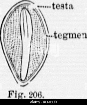 . High School botanischen Hinweis Buch [microform]. Botanik; Botanique. Â ¢ â wenn 30 GLOSSAR (2) Coma, ein. tiift von hnlrs attnchrd tOHta In einigen Samen zu Tho, fts in Willow - liorli uml Milch - woiMl (Fi^;. '.' 02), 'Ich' lio Lio coiifoiindocl cofiia darf nicht mit Tli (3 ixip/iun Der conjposito tlio tlowers; letztere iH uttachoil Früchte Tho, (3) Wing, n dünnen Expansion der Samenschale (Bild, also." J). Hnt in Tho hc^Ih von tho Pino tlio gewinnen^ Splits aus der Skala, auf der die Samen^ Tiefs (FiÂ". L (I). Kern: tho Körper von tho Saatgut in der intognmont.con - das (a)!: mhn/o, tho junge Pflänzchen; als gefunden Stockfoto