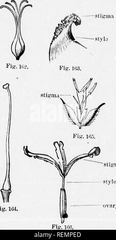 . High School botanischen Hinweis Buch [microform]. Botanik; Botanique. stylo eierstock I" ii -'. ITO. Fip. Ifll. stife'ina. Abb. 164. ." Tifriii; ich ovnry. Bitte beachten Sie, dass diese Bilder sind von der gescannten Seite Bilder, die digital für die Lesbarkeit verbessert haben mögen - Färbung und Aussehen dieser Abbildungen können nicht perfekt dem Original ähneln. extrahiert. Spotton, H.B. (Henry Byron), 1844-1933. Toronto: W. J. Gage Stockfoto