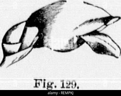 . High School botanischen Hinweis Buch [microform]. Botanik; Botanique. Abb. 125. Abb. 127.. Abb. 124. Fiy. 12 ii. Ich - 'Wenn'. 12 K. ^} li. Bitte beachten Sie, dass diese Bilder sind von der gescannten Seite Bilder, die digital für die Lesbarkeit verbessert haben mögen - Färbung und Aussehen dieser Abbildungen können nicht perfekt dem Original ähneln. extrahiert. Spotton, H.B. (Henry Byron), 1844-1933. Toronto: W. J. Gage Stockfoto