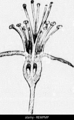 . High School botanischen Hinweis Buch [microform]. Botanik; Botanique. J Botanische Begriffe". (5) D/aerious, wenn staminatc und pistillate Blumen auf verschiedene Pflanzen getragen werden, wie in Willow. (C) polygam, wenn es eine Mischung aus perfekt und iiniierfoct Blumen. (D) Co.mi.r. KTrc, wenn alle vier Teile, nämlich: Kelch, Corolla, Staubblätter, Ami jiistil, vorhanden sind. (E) I. NfOMPi. ETK. Wenn eines oder mehrere der vier Sätze wünschen. Unvollständige blumen avhlaminUous beim Kelch und Krone sind botli Wollen,', wie in Ax'illow. (F) Sv. MMKTUicAi,, wenn die verschiedenen Sätze bestehen aus der gleichen Anzahl von ich. ieces jedes, Stockfoto