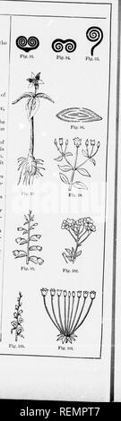 . High School botanischen Hinweis Buch [microform]. Botanik; Botanique. (^^ oLossARy oder Tn-vom'ti:: ioII. mI imvar. l von botli vd^{FE -',) - l | KV.... rTK: r,. ll,.. l harkwanl von botl. oclp.. s7 Fi, Vo-!^ C-KciXATK:.,.., l Mit erweitertem Ausgangsspannungsbereich, n, 1,,. Apex, wie Farne FIk, Ecu. TA. vr: ea,.). Blatt doul. lo. l lonRtlnviso und astri, lc.,] weiter Blatt wiiliin, wie in Iris (Fij;. &Lt;k;). Blütenstand. Arr, n, U, n, f Aus/,,. /.Â / â,,,,,,,/v. âv./-.,/, s/, ... s. .,, F!â., â / â. Ilowers aru auf flio onils der Modus. Tkk. Min. u. : Wiaii | 1., s." jiarali Stengel oder liranolios. "Gu. Muinal Inriorosconco ist auch als Dkt bekannt Stockfoto