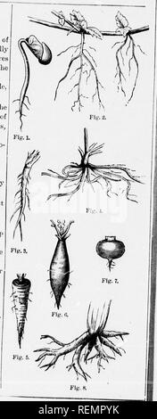 . High School botanischen Hinweis Buch [microform]. Botanik; Botanique. li K Ich. Ich! Glossar der Botanische Begriffe verwendet, Beschreibung der Anlage. Die Wurzel. Herkunft. PiUMAUV: wenn originatinp direkt vom unteren Ende der Rad. Die CLO-Einstellung des Embryos (Abb. 1). Eine solche Wurzel ist meist (aber nicht immer). einzeln, und senden Sie die seitliche fibered wie Es wächst; solche Libre. s oder Zweigniederlassungen in der jirimary Root enthalten sind. Einjährige und zweijährige krautige Pflanzen, und viele Bäume, haben, als ruL nur]) rimarj-Wurzeln. Secondakv: Wenn aus einem anderen Teil der Anlage als das Ende der Keimwurzel, wie her. n Die Seiten der Stämme (Abb. Stockfoto