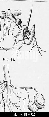 . High School botanischen Hinweis Buch [microform]. Botanik; Botanique. #41. Bitte beachten Sie, dass diese Bilder sind von der gescannten Seite Bilder, die digital für die Lesbarkeit verbessert haben mögen - Färbung und Aussehen dieser Abbildungen können nicht perfekt dem Original ähneln. extrahiert. Spotton, H.B. (Henry Byron), 1844-1933. Toronto: W. J. Gage Stockfoto