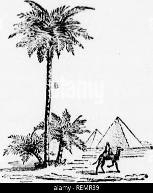 . LeÃ§ons de choses [microforme]: 4e, 5e, 6e annÃ©e. Sciences Naturelles; Wissenschaft; Naturgeschichte; Wissenschaft. Ta-it&lt; Lo bollos llcurs,) (q) iiic', Lu liiiirier - lilliige. Puniii les 0 clioux, le navet, Cà © leri, le Melone, la fÃ¨ve, le liarieot. J'arnii Les plantes R) urraii; Ã¨res: 1 Eine lu-zerne, le trÃ¨fle et une Tonne le de lÃ©gu-mineuses et de graminÃ © es. D'au-tres vÃ©gÃ©taux fournissent des würzmittel Kom-me-le cannelier giroflier, Le, le poi-vrier, l'ail, le pi-ment, le Persil, Le cerfeuil. D'autres Rs et des Boissons: le thÃ©, le lioublon. Fliesen: Le cotonnier, 3 s fournissent des Le Stockfoto