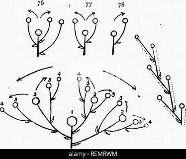 . Elementare Botanik [microform]. Botanik; Botanique. 54 CVMOSE Blütenstände (/^) Die Hauptachse hat seine seitliche Blütenstände eng zusammen und bilden eine dolde, die seitliche inflor - escences sind wiederum Dolden (Abb. 73) - Zusammengesetzte Dolde. ExamplesâParsley, ('arrot. lit B. CYMOSE Blütenstände. In dieser Art der Blütenstand jede Achse wächst nur für eine begrenzte, de ^m/e Periode, und endet in einer Blume: Jede Achse besitzt nur sehr wenige (in der Regel ein oder zwei) Zweige, und i/79 80 Diese letzteren wachsen Morr stärker als der blütenstand-Achse, die sie trägt. Usuahy die Blumen am AP Stockfoto