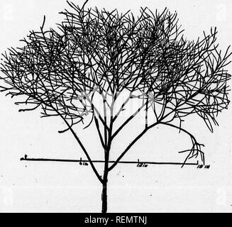 . Unkräutern und wie Sie zu zerstören [microform]. Unkraut; Unkraut; Mauvaises herbes, Lutte contre les; Mauvaises herbes. Tumbling Senf: sämling.. ^ Tumbling Senf: "Tumbler mit reifen Samen für die a, ost Teil in Nordamerika ist es eine wahre Jährliche, die Samen germin - Ich. Bitte beachten Sie, dass diese Bilder sind von der gescannten Seite Bilder, die digital für die Lesbarkeit verbessert haben mögen - Färbung und Aussehen dieser Abbildungen können nicht perfekt dem Original ähneln. extrahiert. Fletcher, James, 1852-1908; ist bereit, T. N. [Regina? : N. n. ] Stockfoto