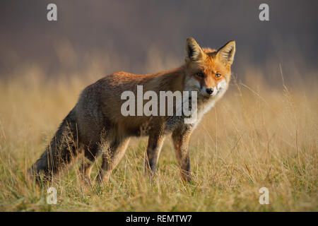 Red Fox im Herbst mit unscharfen trockenes Gras im Hintergrund Stockfoto