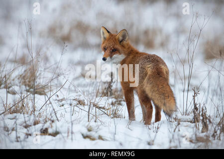 Red Fox, Vulpes vulpes, auf Schnee im Winter. Stockfoto