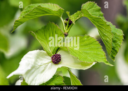 Taube Baum, Rinde involucrata var. vilmoriniana Stockfoto