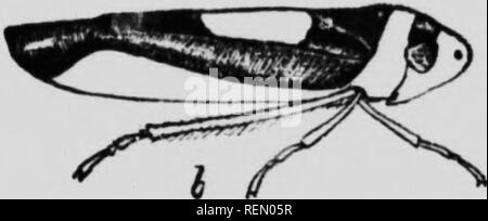 . Das Insekt Buch [microform]: Eine beliebte Berücksichtigung der Bienen, Wespen, Ameisen, Heuschrecken, Fliegen und anderen Nordamerikanischen Insekten exklusive der Schmetterlinge, Motten und Käfer, mit voller Lebensgeschichten, Tabellen und Bibliographien. Insectes; Insekten. . Bitte beachten Sie, dass diese Bilder sind von der gescannten Seite Bilder, die digital für die Lesbarkeit verbessert haben mögen - Färbung und Aussehen dieser Abbildungen können nicht perfekt dem Original ähneln. extrahiert. Howard, L. O. (Leland Ossian), 1857-1950. Toronto: W. Briggs Stockfoto