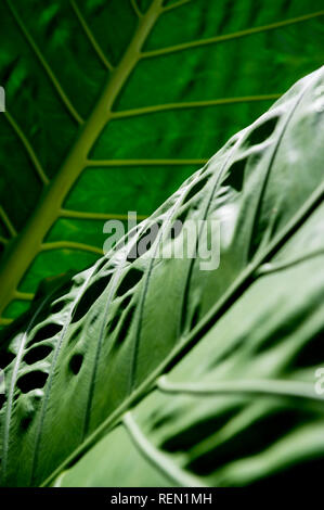 Detaillierte strukturierte Ansicht der natürlichen Falten in üppigen grünen Elefanten ohr Blätter unter sanften, tropischen Dschungel Sun Stockfoto