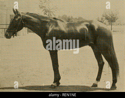 . Die treibende Vereine der Großraum Boston. Pferde; Horse Racing -- Massachusetts Boston. Die treibende Vereine der Großraum Boston 163 auf dem Speedway bei verschiedenen Gelegenheiten, und wer hatte sie an den Köpfen der Pa-rades wie eine regelmäßige Napoleon geritten. Wenn ein Ausschuss der Club ging an den Bürgermeister und erklärte ihm, dass Sie die Speedway um die Hälfte verlängert - Meile wollte, er bereitwillig einig, dass Sie es haben sollte; und wenn er besuchte die Speedway Rennen Tag mit seinem Vorstand Park Kommissare und erklärte ihnen, was gewollt war, sie beanstandet - Ursache für die Kosten und die Menge an Land, die es nehmen würde. Stockfoto