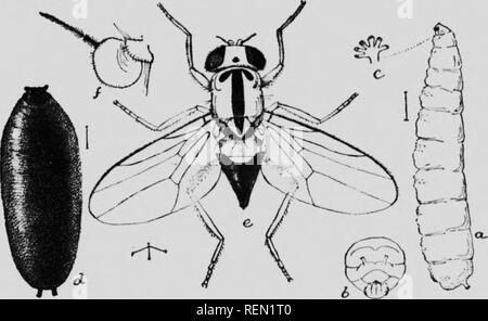 . Das Insekt Buch [microform]: Eine beliebte Berücksichtigung der Bienen, Wespen, Ameisen, Heuschrecken, Fliegen und anderen Nordamerikanischen Insekten exklusive der Schmetterlinge, Motten und Käfer, mit voller Lebensgeschichten, Tabellen und Bibliographien. Insectes; Insekten. Das Gras Stammzellen fliegt vor allem im Sommer bemerkbar, vor allem in den südlichen Staaten. Sie sind die kleinste Hies und. Schwarm über die Augen der Hunde und Haustiere, und an einigen Stellen sind annoyin}" durch Ge'ttinj;;;;;;;; in den Augen der Menschen. Das sind die Formen, die von Hubbard betrachtet wurden für den sp verantwortlich zu sein Stockfoto