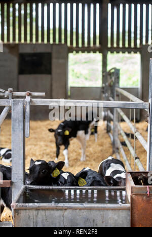 Kälber in einer Scheune auf einem Bio-Bauernhof in Wiltshire, Großbritannien Stockfoto