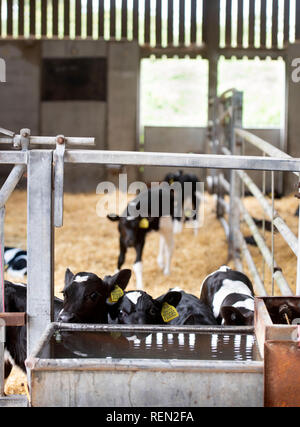 Kälber in einer Scheune auf einem Bio-Bauernhof in Wiltshire, Großbritannien Stockfoto