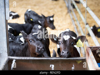 Kälber in einer Scheune auf einem Bio-Bauernhof in Wiltshire, Großbritannien Stockfoto