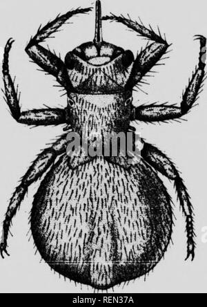 . Insectes nuisibles aux Animaux de la Ferme [microforme]: Zahn, Zerstörung, Dekor sinfection. BÃ©Schwanz; Schädlinge; Nutztiere; Insectes nuisibles. Mouton gravement affec-tÃ© par la gali lâSoÃ® ution de Sulfat de Nikotin Ã Ã® [2 ou 28 Jours d'Intervalle. V-(D'Après-ski Waslibiirii). Baigner le Mouton Deux Fois À -.- Mischungen de goudron et de crÃ©osote vendues dans le Commerce sous Taucher. m,.. Ce sind denvÃ © s tun goudron &Lt;lo. le principal Ã©lÃ©. nent est l'huTe d-. reosoe lösliche dans l'eau ou anfällig. le s'y mÃ©langer avec l'aide du Siw. n. Ces Lösungen. doivent Ãªtr ontonir, Gießen Stockfoto