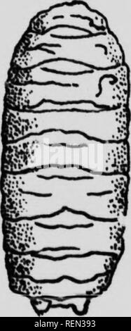 . Insectes nuisibles aux Animaux de la Ferme [microforme]: Zahn, Zerstörung, désinfection. Bétail; Schädlinge; Nutztiere; Insectes nuisibles. t r! I^OaatK du luuuuton; adulte "t Dove Hruiuiii plusieurii fuis. U^' aprèa Uuénhux).. Bitte beachten Sie, dass diese Bilder sind von der gescannten Seite Bilder, die digital für die Lesbarkeit verbessert haben mögen - Färbung und Aussehen dieser Abbildungen können nicht perfekt dem Original ähneln. extrahiert. Maheux, Georges, 1889-1977; Québec (Provinz). Département de l'agriculture. [Quebec]: Dépt. de l'Agriculture Stockfoto