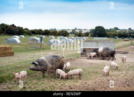 Eine freie Strecke saddleback Sau und Ferkel auf organischer Die schweinefarm Bio-Bauernhof in Wiltshire, Großbritannien Stockfoto