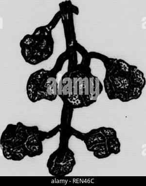 . Gemeinsame Insekten, Bäume [microform]. Schädlinge; Früchte; Insectes nuisibles; Obst. L 43 bu^C^'Wh"°^n''''''"''""""^^^""""" "y" "J"'''^'''^^""" e der gesamten it Cut'fo^ Th? ^ """" "J'r^^^"""^°"*°^ " P "^t""""^" Blatt tha^"v?[^S. "P°uf''""""^^^ "^P^"**"*''^° " ^h den Kokon. Die Kleine Motte. s s gegessen - in der Farbe blau mit rot-braunen Abzeichen auf Fhe Fore! Auflu'''*.' "T*?1^? '^ durch verbrennen die Blätter im Herbst zerstört. Alle gefallenen Früchte Stockfoto