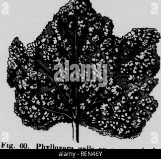 . Gemeinsame Insekten, Bäume [microform]. Schädlinge; Früchte; Insectes nuisibles; Obst. "S Wurzeln. p* rSg? wlrnir^r'UT";!" ""^" S^' - 'Sound und Angriff auf die Wurzeln, und therffore t" Fos, ein "!!u^", "^"^^"""""^" "d^'^'^ Der die Blätter, die den J w th smaH ea^'a^n^=*''''^'u". '°^ """"-"^" "Si ihre Zerstörung verursachen.. Die reblaus Galle auf eine Traube - Blatt. • N'"EcoJoSp lisrworSVn^^^''" 7 bemerkenswerte und kann T gefunden werden mehr Speicherplatz als vaiaS T^^""^^^^'° fuHy besetzen beschreiben Sie hier woulS Stockfoto