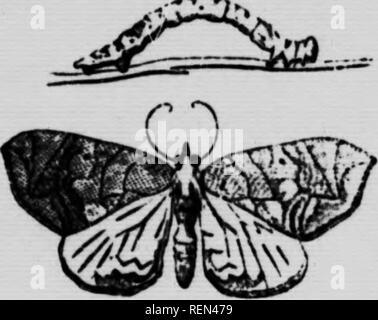 . Gemeinsame Insekten, Bäume [microform]. Schädlinge; Früchte; Insectes nuisibles; Obst. 40 spicuously mit orange geschmückt. Die ndult Motten sind sehr schön sie zahlreich genug sind, Aufmerksamkeit zu verlangen. ^ othi caterpirrs' von 'r' rH '''''f''T*^°™''^ CATERrMu.AKs. Eine Reihe von Raupen anderer kmds von Motten Feed auch auf die Blätter des irrine tcomJ ^ rmS^''^'" "''^P^^^", "^"'^'^' "Ich^^" -''- ^.^v ar?. i'E mal so zahlreich geworden, dass Spritzen mit Paris Grün. t "HLL"^. Bitte beachten Sie, dass diese Bilder aus Scann extrahiert werden Stockfoto