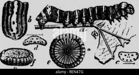 . Gemeinsame Insekten, Bäume [microform]. Schädlinge; Früchte; Insectes nuisibles; Obst. Abb. 50. Holz - Nymphe Motte Abb. 57. Holz - Nymphe; r und/, Eier;", Caterpillar. Die yoon Nymphe Caterph. Ich. rs {F. udryas Grata und Gen), Feigen. 56, 57. Gelegentlich wird die Rebe ist stark von scat angegriffen zu werden- Raupen von eine bläuliche Farbe. Bei genauerer Betrachtung sind Sie sehr prettilv markiert werden, jedes Segment in einem orangefarbenen Band es Kreuzung in der Mitte und ein halbes Dutzend schwarze Linien auf die violett-blaue Grundfarbe; das Segment hinter dem Kopf und ein in der Nähe der Schwanz arc Stockfoto