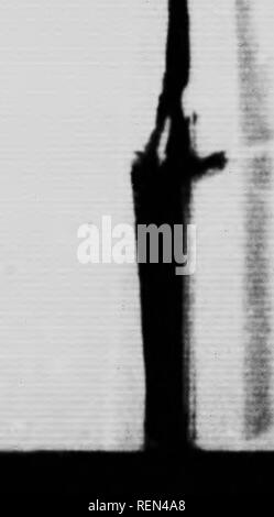 . Gemeinsame Insekten, Bäume [microform]. Schädlinge; Früchte; Insectes nuisibles; Obst. Vitie Cirape - Flohmarkt-Käfer. Hind-Iegs stark vergrößert,.. nabling der lebhaften littlo Insekt zu Klumpen tc. in einiger Entfernung; daher die', Ame • "Flohmarkt-Käfer. • Es ist Winter im erwachsenen Stadium unter Laub ind anderen Müll und heraus kommt, sobald das Wetter ist warm genug zu ause die Knospen anschwellen. Auf diese Feeds langweilig und fromme ing, und in einem solchen Ausmaß, dass einige -. Bitte beachten Sie, dass diese Bilder extrahiert werden aus der gescannten Seite Bilder, die digital für erhöht worden sein Stockfoto