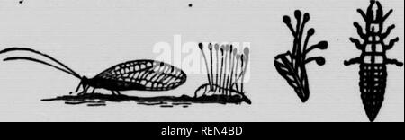 . Gemeinsame Insekten, Bäume [microform]. Schädlinge; Früchte; Insectes nuisibles; Obst. id Insekten, die die Kirsche. Die Kirsche ist durch eine Reihe von Insekten bereits als (n Verbindung mit anderen Obst- Bäume betroffen. Die PEAR-tree Slug ist so reichlich auf die Blätter des Cherry - Bäume als auf Pear-Bäume; die Pflaume Curculio Angriffe die Frucht, die oft sehr schwer; die Hütte - Raupen, Herbst Web-Wurm, Tussock- Motten, Käfer, Würmer, Eyc - spoted Bud-moth, Blatt-Rollen und Case-Träger alle foliape verzehren; und die Skala Insekten saugen die sap und die Vitalität der Tre senken Stockfoto