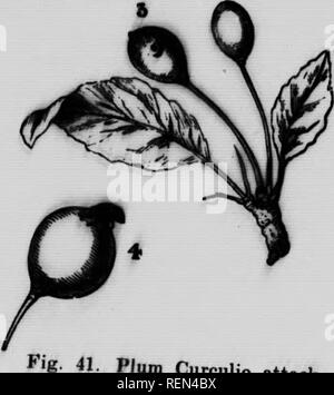 . Gemeinsame Insekten, Bäume [microform]. Schädlinge; Früchte; Insectes nuisibles; Obst. "" H-'Lt^ '!'"/'"-^""" "-" "-"; 6. die Puppe;&lt; • Käfer; rf, junge Frucht angegriffen.. 41. Pflaume Curculio-Angriff - ing junge Frucht. Wenn die I • '"*^^^ """""""^ Bohrungen ein Loch in thrsiirdeioS" eines "^^ """""^^ P^^^l^^^^ männliche Käfer geformten Schlitz neben so' als rLndeLS W' '"'^'/"'^^""""""" durch die grrm Th der Frucht Th zerdrückt, f u^^"" "^P" -^^^"^ sein Sein Stockfoto