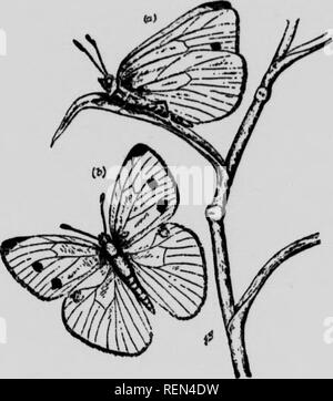 . Insekten Gemüse beeinflussen [microform]. Gemüse; Gemüse; Schädlinge; Insectes nuisibles. Sf caterpillari gfrecn sind samtig und fast genau die Farbe des verlassen: auf denen sie fressen; beim Rest Sie an der Länge der Mittelrippe liegen und sind nicht leicht zu sehen. Es gibt zwei Generationen im Jahr, die später viel mehr zahlreich, und manchmal eine dritte Wenn der Herbst schön und warm sein sollte. Die Raupen Rätsel der äußeren hinterlassen: und dann Graben in die Köpfe, die Einverleibung der Substanz und das Verderben der Anlage für die Tabelle können Sie durch ihre Exkremente. Neben Kohlpflanzen und Cauli-flow Stockfoto