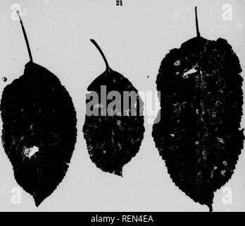 . Gemeinsame Insekten, Bäume [microform]. Schädlinge; Früchte; Insectes nuisibles; Obst. Abb. 33. Ai-pl* le "Te" affeoted mit Le "f Siiot (I'hyllotticfa pirino). Schwarz Rot (Sphaeropsis mulorum). Fitf - 35 - Dies ist eine schwere Pest der reife Äpfel. Es greift die Blätter, Zweige, Stämme und Obst. Auf der Wenn.. es scheint es, als kleine braune Flecken viel die Apple Leaf-Spot Krankheit auf dem twips liUc oder stammt es erscheint als schwärzliche Flecken und die Frucht, wenn sich zunächst rötlich braun und später schwarz angegriffen. Die sp"&gt; rcs bestehen aus Minute schwarze Körper direkt unter der Haut. Es unterscheidet sich von Bit Stockfoto