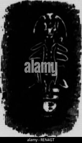 . Gemeinsame Insekten, Bäume [microform]. Schädlinge; Früchte; Insectes nuisibles; Obst. . Bitte beachten Sie, dass diese Bilder sind von der gescannten Seite Bilder, die digital für die Lesbarkeit verbessert haben mögen - Färbung und Aussehen dieser Abbildungen können nicht perfekt dem Original ähneln. extrahiert. Bethune, Charles J. S. (Charles James Stewart), 1838-1932; Jarvis, Tennyson D; Ontario. Abt. der Landwirtschaft. Toronto: Abt. Landwirtschaft Stockfoto