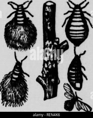. Gemeinsame Insekten, Bäume [microform]. Schädlinge; Früchte; Insectes nuisibles; Obst. Abb. "20. Wingttd und Flügellosen Aphis - stark vergrößert. Abb. 21. Woolly Aphis des Apple; sehr Erweiterte, außer Zweig.. Bitte beachten Sie, dass diese Bilder sind von der gescannten Seite Bilder, die digital für die Lesbarkeit verbessert haben mögen - Färbung und Aussehen dieser Abbildungen können nicht perfekt dem Original ähneln. extrahiert. Bethune, Charles J. S. (Charles James Stewart), 1838-1932; Jarvis, Tennyson D; Ontario. Abt. der Landwirtschaft. Toronto: Abt. Landwirtschaft Stockfoto
