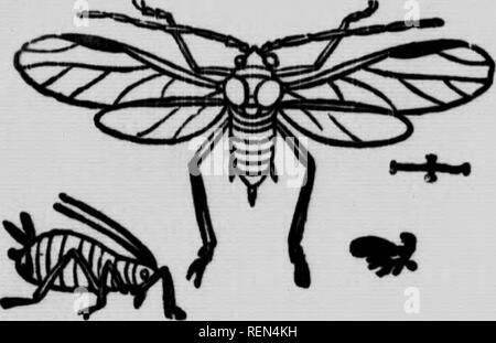 . Gemeinsame Insekten, Bäume [microform]. Schädlinge; Früchte; Insectes nuisibles; Obst. 18 Apple I "LANT - Läuse ich 'tphis). Feigen, 30-23. Es gibt mindestens drei Arten von Pflanzen - Läuse, die "die Apple in dieser Provinz, nämlich die Apple Aphis (/I. in Mali), das Rosy Apple Aphis (A. malifolia) und das wollige Aphis {Schizoneura Lanigera). Die ersten beiden befallen die Ausschreibung neues Wachstum der Zweige und Blätter, die Sie sehr viel durch Saugen die Säfte und damit die Kontrolle der Entwicklung der Triebe und verursachen die Blätter zu verkümmern verletzen. Sie sind Minute pear-shaped Kreaturen, weich Stockfoto