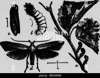 . Gemeinsame Insekten, Bäume [microform]. Schädlinge; Früchte; Insectes nuisibles; Obst. 12 Ende Juni, eine gelblich-braune Farbe mit Schrägen dunkler Bänder über die vorderflügel, flach und breit, etwas Glockig, wenn die Flügel geschlossen sind, die hinterflügel sind ein blasseres Gelb. Die Mitglieder der Familie von Motten, auf die sich dieses Insekt gehört sind Tortrices oder Leaf-Rollen genannt, befallen und eine große Vielfalt an Pflanzen. Mehrere Arten, werden Seiten die hier genannten können auf Apple - Bäume gefunden werden. Der Spray-ings Empfohlen für - Codling moth Verletzungen von sollte verhindern Stockfoto