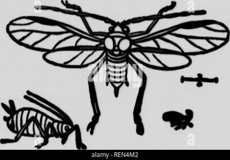 . Insekten Gemüse beeinflussen [microform]. Gemüse; Gemüse; Schädlinge; Insectes nuisibles. Ich I-Zahlen durch innere Parasiten; sonst würden Sie in der Zeit alle vcgfetable Leben zerstören. Ameisen sind in der Regel herumstreichen über die Kolonien zu finden; sie haben die Blattläuse nicht essen, uns vielleicht vermutet werden, sondern werden von den süßen "Honig angezogen - tau", strahlt aus und sie unter ihren besonderen Schutz. Abb. ]. Winged aphis und winglc Sturm - viel vergrößert.. Bitte beachten Sie, dass diese Bilder aus gescannten Seite Bilder, die digital für readabi gesteigert wurden extrahiert werden Stockfoto