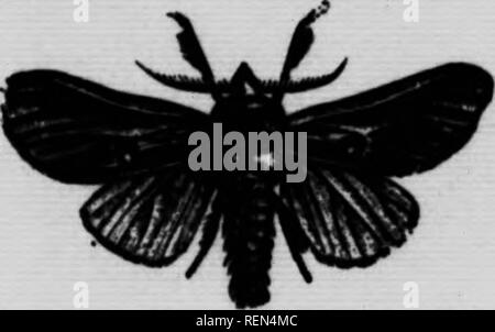 . Gemeinsame Insekten, Bäume [microform]. Schädlinge; Früchte; Insectes nuisibles; Obst. SBm 10 dann unter Fuß wo Sie fallen mit Füßen getreten. Die Motte ist blass in der Farbe braun, mit dunklerer Linien über die Flügel, und eine auffällige dunkle Vel - vety Patch auf dem Kopf und Thorax. Die Red-Humped Apple-Tree Caterpillar {CEdemasia sp.), Feigen. 13. und 14. Dieses Insekt ähnelt der vorherigen Arten sehr viel in Gewohnheiten, vollständig abgarnieren des Laub der Ast, wo es füttern und zusammen drängen, wenn im Rest. Ähnliche Maßnahmen können für seine Zerstörung angenommen werden. Die Raupe hat eine Stockfoto