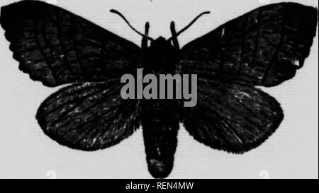 . Gemeinsame Insekten, Bäume [microform]. Schädlinge; Früchte; Insectes nuisibles; Obst. Ich 9 s. J" is^^"!:;^:^^'"' = '^Tussock-Moth (Hemerocampa leucostigma), Ck!^^'' T â""^''''^"^" "^y I*" "*" f*-"-^ Wenn "Angriffe auf strir Schatten Bäume m Toronto und Montreal, und in einigen anderen Städten und Gemeinden, die es viel in den Zeitungen diskutiert werden und so w. dely in der Öffentlichkeit bekannt zu machen. Da sie häufig atllcks appfe und andere Bäume,. t können kurz bezeichnet werden. Die flankierenden Figuren Niederrhein" in oHnT - fue Stockfoto