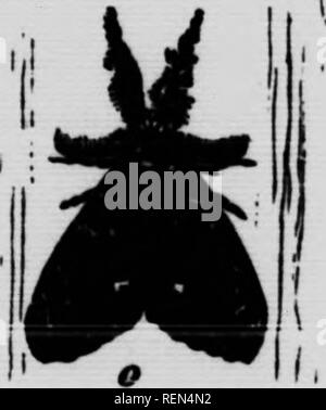 . Gemeinsame Insekten, Bäume [microform]. Schädlinge; Früchte; Insectes nuisibles; Obst. Tussock Motte; ausgewachsene Raupe. Abb. 11. Markierten weißen Tussock Motte.. Bitte beachten Sie, dass diese Bilder sind von der gescannten Seite Bilder, die digital für die Lesbarkeit verbessert haben mögen - Färbung und Aussehen dieser Abbildungen können nicht perfekt dem Original ähneln. extrahiert. Bethune, Charles J. S. (Charles James Stewart), 1838-1932; Jarvis, Tennyson D; Ontario. Abt. der Landwirtschaft. Toronto: Abt. Landwirtschaft Stockfoto