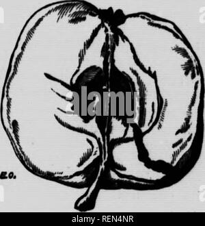 . Gemeinsame Insekten, Bäume [microform]. Schädlinge; Früchte; Insectes nuisibles; Obst. Abb. 1. Der Apfelwickler und seine Arbeit mit den verschiedenen Stadien. Abb. 2. Apple durch die Gänge eines Codling Wurm verletzt.. Bitte beachten Sie, dass diese Bilder sind von der gescannten Seite Bilder, die digital für die Lesbarkeit verbessert haben mögen - Färbung und Aussehen dieser Abbildungen können nicht perfekt dem Original ähneln. extrahiert. Bethune, Charles J. S. (Charles James Stewart), 1838-1932; Jarvis, Tennyson D; Ontario. Abt. der Landwirtschaft. Toronto: Abt. Landwirtschaft Stockfoto