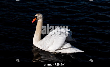 Seitenansicht eines Einzelnen weißen Höckerschwan Schwimmen auf dem See Stockfoto